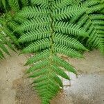 Dicksonia antarctica 葉