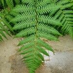 Dicksonia antarctica Leaf