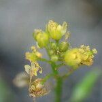 Rorippa palustris 花