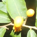 Casearia corymbosa Fruit