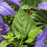 Campanula carpatica Ліст