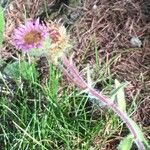 Erigeron alpinus ᱛᱟᱦᱮᱸ