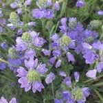 Veronica teucrium Flower