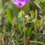 Calopogon tuberosus Blomma