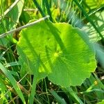 Hydrocotyle bonariensis Frunză