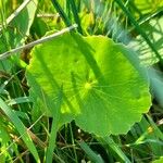 Hydrocotyle bonariensis Blatt