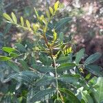 Pistacia × saportae 葉