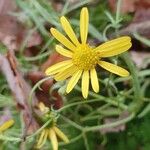 Senecio inaequidensЦветок