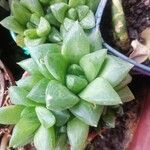 Haworthia cymbiformis Yaprak