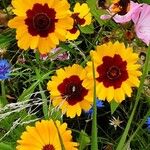 Coreopsis tinctoria Fleur