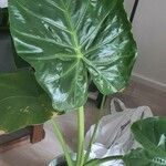 Alocasia macrorrhizosLeaf