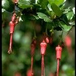 Ribes speciosum Virág