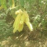 Acacia longifolia Blatt