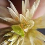 Alternanthera philoxeroides Λουλούδι