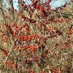 Ilex decidua Плод