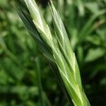 Bromus catharticus Flors