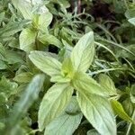 Mentha arvensis Blatt