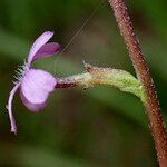 Buchnera floridanaЦвят