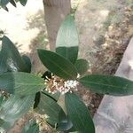 Acokanthera oblongifolia Flor