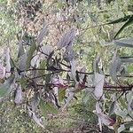 Hibiscus sabdariffa Blad