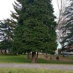 Sequoiadendron giganteum Tervik taim