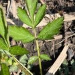 Geum aleppicum Leaf