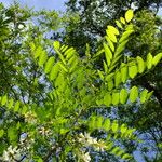 Robinia pseudoacacia Φύλλο