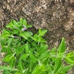 Barleria volkensii Leaf