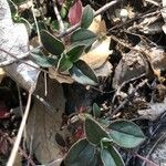 Helianthemum cinereum Leaf
