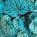 Begonia rex Leaf