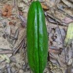 Pachyptera kerere Fruto