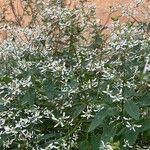 Euphorbia hypericifoliaFlower