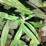 Misopates calycinum Leaf