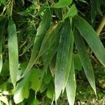 Phyllostachys viridis 葉