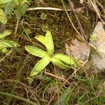 Pinguicula vulgaris葉