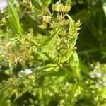 Veronica anagallis-aquatica Blad