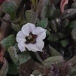 Sclerophylax spinescens Flor