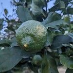 Citrus × limon Fruchs