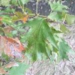 Sorbaria tomentosa Leaf