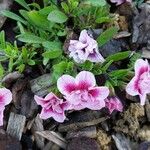 Calibrachoa parviflora Buveinė