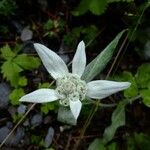 Leontopodium jacotianum Flower