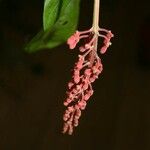 Isertia spiciformis Květ