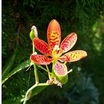 Iris domestica 花