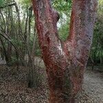 Bursera simaruba പുറംതൊലി