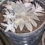 Graptopetalum rusbyi ഇല