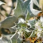 Eryngium maritimum Лист