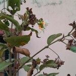 Nyctanthes arbor-tristis फूल