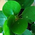 Pilea peperomioidesЛіст