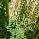 Jacobaea vulgaris Leaf