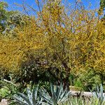 Vachellia caven Pokrój